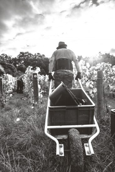 Tra i filari di Jacquesson