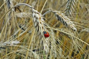 Legge sul biologico, il voto della Camera cancella l’equiparazione con la biodinamica