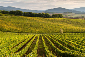 Behind the growth in 2021 is the shadow of the challenges small companies have faced experienced