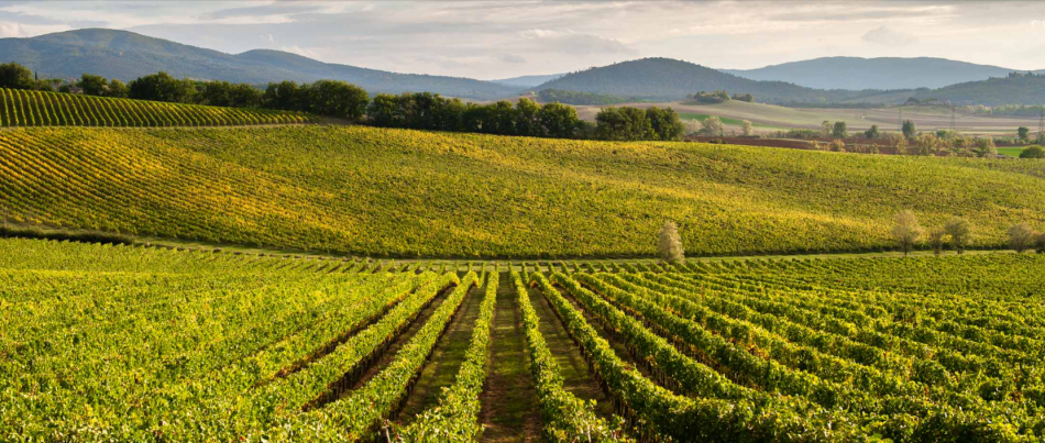 I filari del Chianti