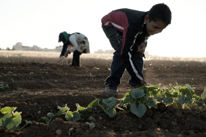Sfruttamento dei minori: accesso al mercato Ue vietato ai prodotti frutto del lavoro forzato