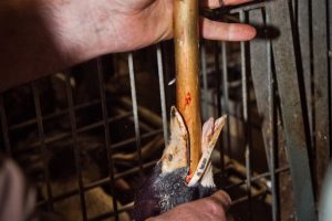 In Ue la Francia prova a riabilitare la produzione di foie gras, vietata in 22 Stati su 27