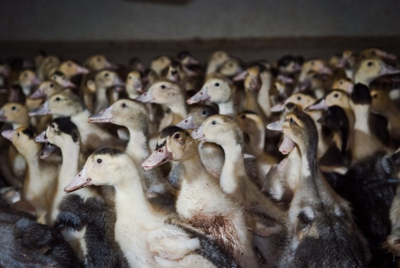 L’alimentazione forzata delle oche nella produzione del foie gras