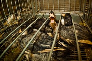 Il Brasile &egrave; il secondo Paese al mondo (dopo l&rsquo;India) a vietare il foie gras&nbsp;