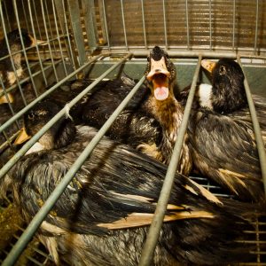 Il Brasile &egrave; il secondo Paese al mondo (dopo l&rsquo;India) a vietare il foie gras&nbsp;