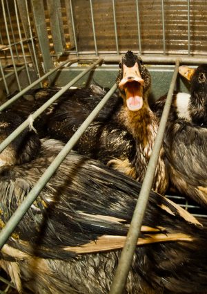 Il Brasile &egrave; il secondo Paese al mondo (dopo l&rsquo;India) a vietare il foie gras&nbsp;