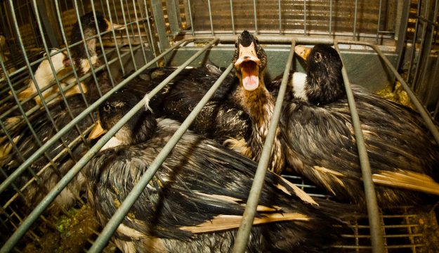 Il Brasile &egrave; il secondo Paese al mondo (dopo l&rsquo;India) a vietare il foie gras&nbsp;