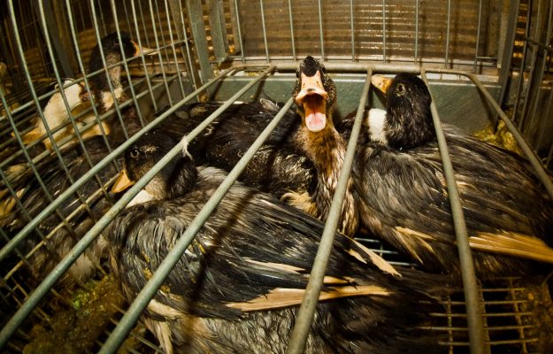 ANIMAL EQUALITY, BRASILE, FOIE GRAS, Non Solo Vino