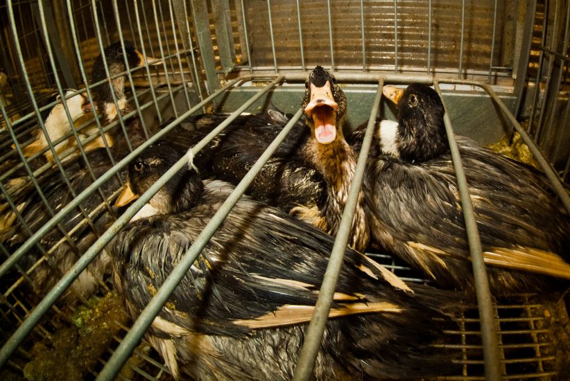 L’alimentazione forzata delle oche nella produzione del foie gras