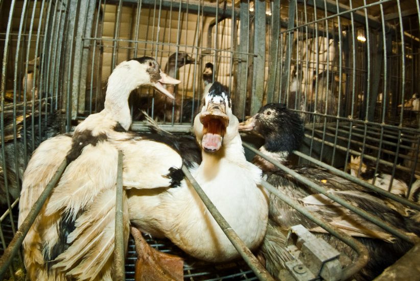 L’alimentazione forzata delle oche nella produzione del foie gras