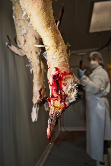 L’alimentazione forzata delle oche nella produzione del foie gras