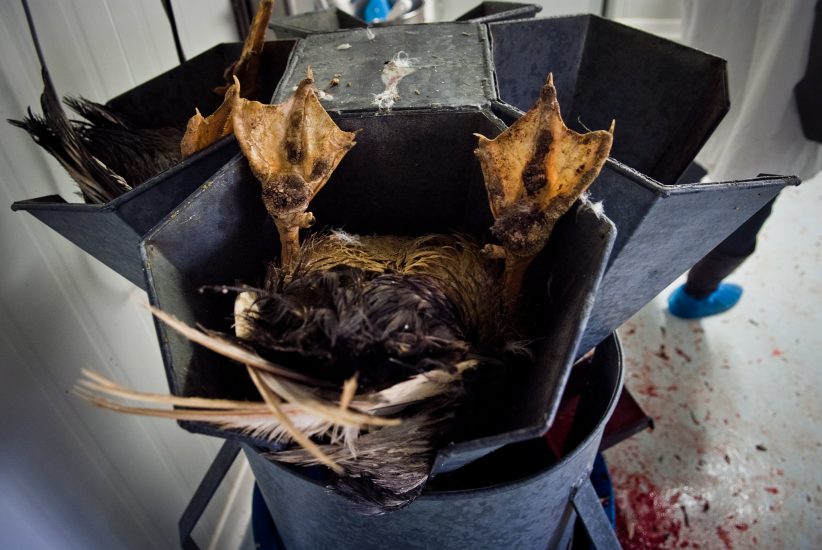 L’alimentazione forzata delle oche nella produzione del foie gras