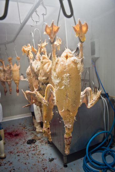 L’alimentazione forzata delle oche nella produzione del foie gras
