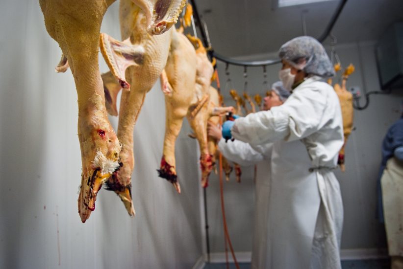 L’alimentazione forzata delle oche nella produzione del foie gras