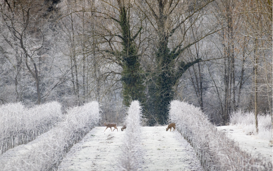 I vigneti del Prosecco in inverno