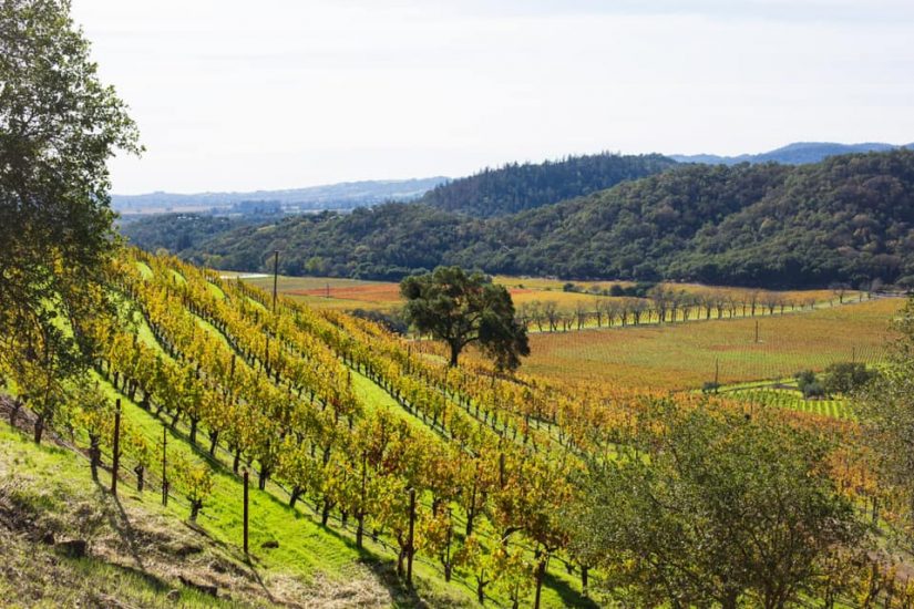 La griffe della Napa Valley Shafer Vineyards