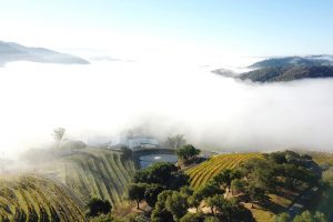 Shafer Vineyards, cantina icona della Napa Valley, cambia proprietà per 250 milioni di dollari