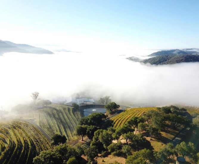 La griffe della Napa Valley Shafer Vineyards
