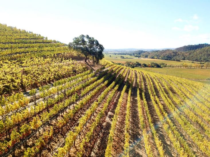 La griffe della Napa Valley Shafer Vineyards