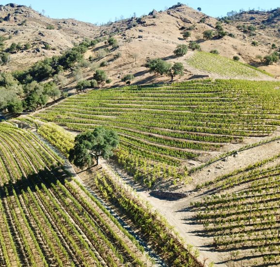 La griffe della Napa Valley Shafer Vineyards