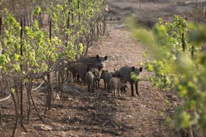 Caos ungulati, la Toscana rafforza le polizie provinciali. Cia-Agricoltori: modificare la legge 157