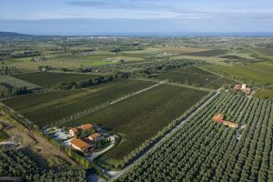 Vino e affari, Bolgheri sotto i riflettori: Campo alla Sughera (famiglia Knauf) investe ancora