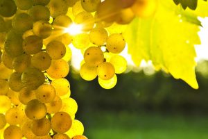 Dura lex sed lex: French Vermentino looking for another name. “Rolle” is an option