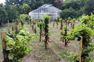 La “Vigna del Gallo-Diego Planeta” e l’“Etna Urban Winery” nell’Urban Vineyard Association