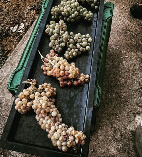 Montepulciano chiama a raccolta i “Vin Santo Lovers”