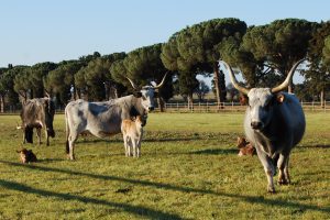 Ue, la direttiva sulle emissioni industriali mette a rischio migliaia di allevamenti italiani