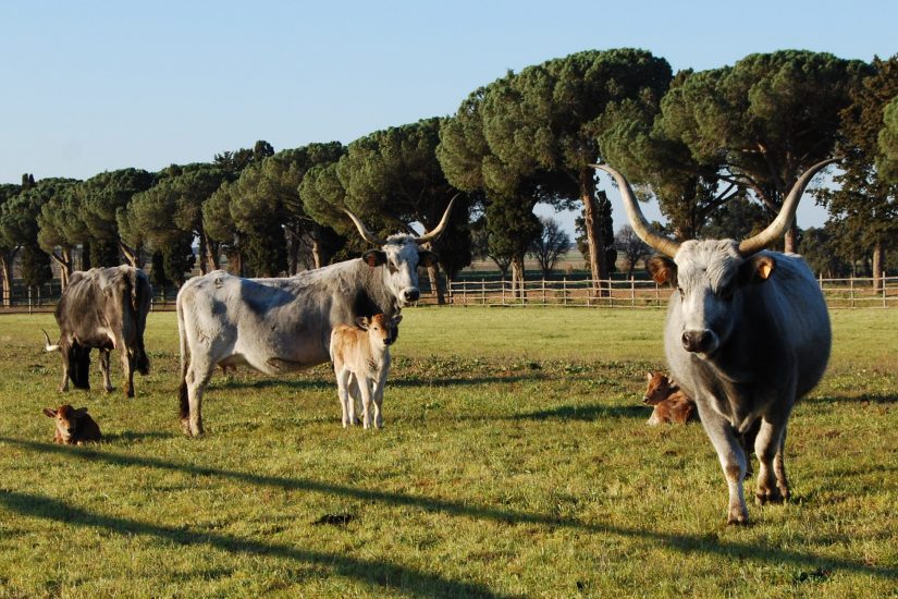 Le vacche maremmane, eccellenza del territorio grossetano