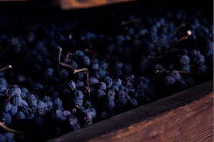 I Quaderni di WineNews - L'Amarone della Valpolicella