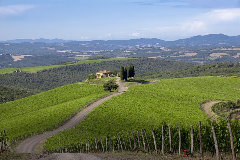 Le vigne di Castiglion del Bosco