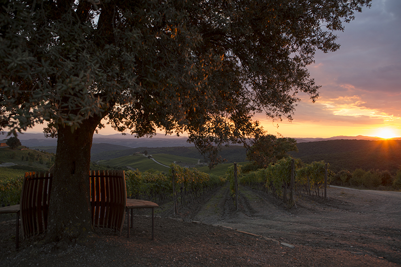 Le vigne di Castiglion del Bosco