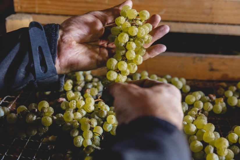 “DiVinNosiola” celebra il Vino Santo Trentino Doc (ph: M. Purin)