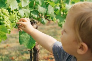 Italian wine, green light for the decree on the single national “standard” of sustainability