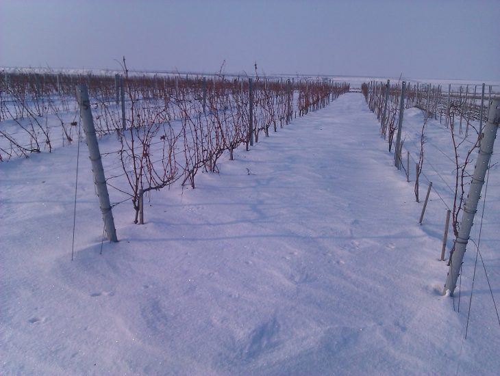 Beykush Winery, nel sud dell’Ucraina