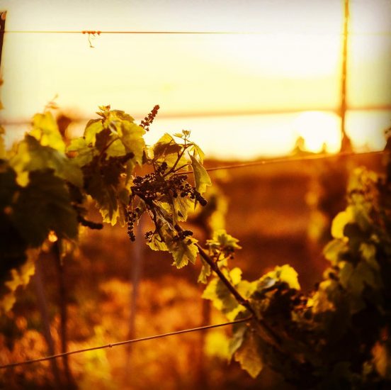 Beykush Winery, nel sud dell’Ucraina