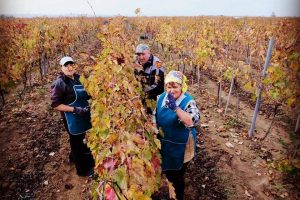 La resistenza dei viticoltori: “niente e nessuno fermerà il mondo del vino ucraino”