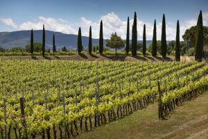 In Montepulciano Bindella acquires Le Casalte: total investment of 17 million euros