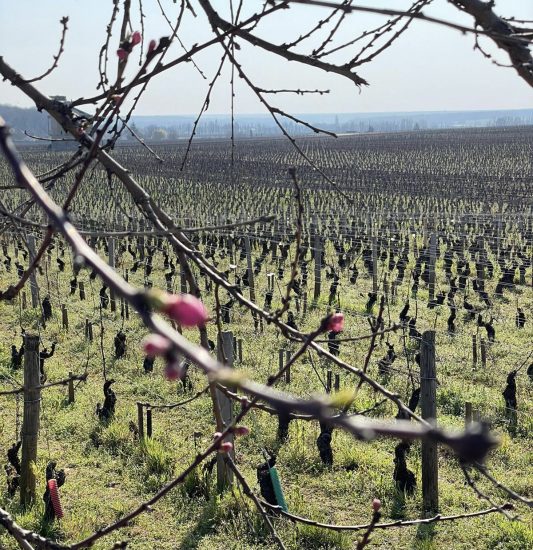 Assaggi ed immagini da “Les Grands Jours de Bourgogne 2022”