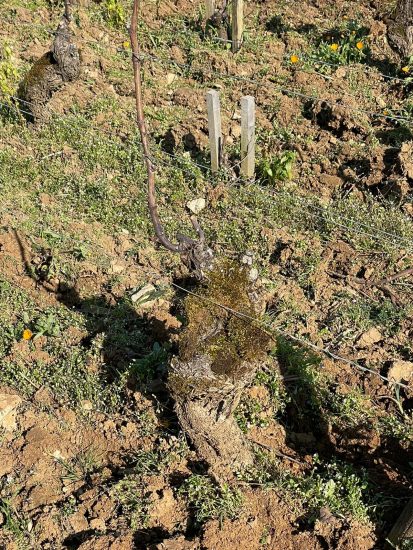 Assaggi ed immagini da “Les Grands Jours de Bourgogne 2022”