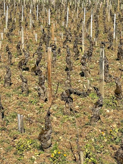 Assaggi ed immagini da “Les Grands Jours de Bourgogne 2022”