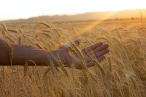 Gli impatti della guerra, diretti ed indiretti, sul cibo, gli alimenti “sintetici” ed il futuro Gli impatti della guerra, diretti ed indiretti, sul cibo, gli alimenti “sintetici” ed il futuro