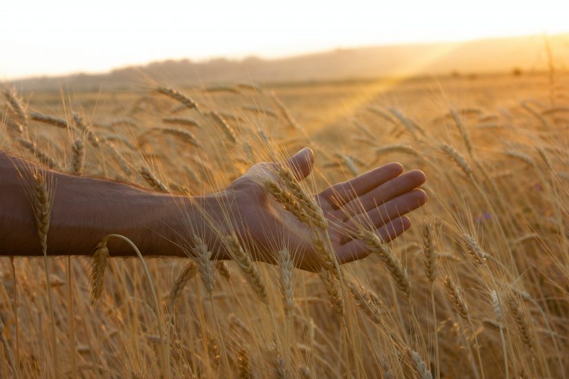 Guerra Russia/Ucraina: i prezzi del grano ai massimi da 14 anni