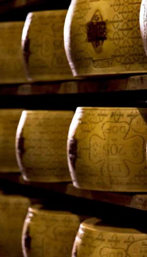 Accordo Mps e Consorzio Grana Padano: plafond da 500 milioni di euro alle imprese della filiera