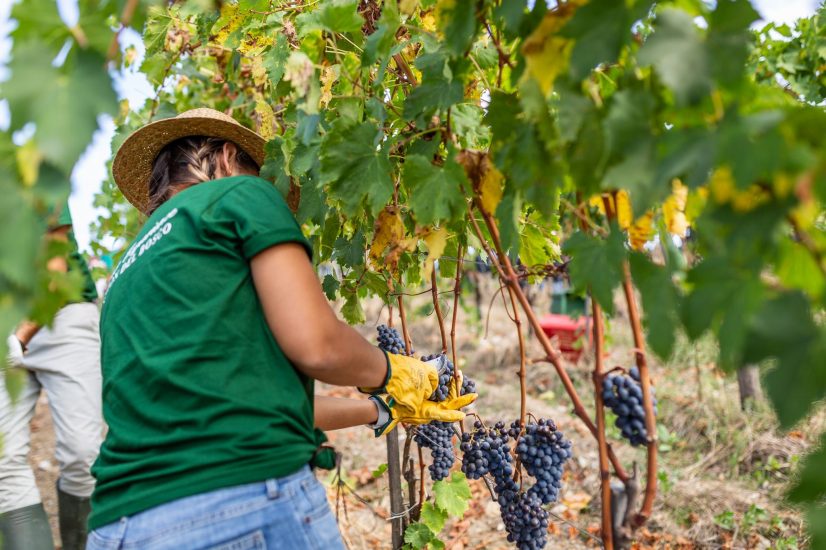 La vendemmia in Toscana