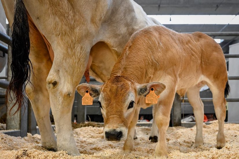 “Fieragricola”, storica rassegna di Veronafiere, sarà la n. 115