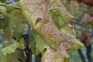 Altitudine, età e vitigno: i principali fattori che influenzano l’infezione da Flavescenza Dorata