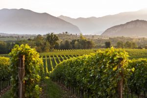 Franciacorta puts “Unità Vocazionali” in the glass to narrate its microclimates and soils